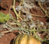 Mia Sollis - Pumpkins And Pomegranates - BreathTakers