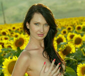 Izolda M - Izolda - Field of Sunflowers - Stunning 18 8