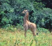 Yelena Schieffer, Fuck'n Kilimanjaro - Private Classics 4