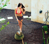 Niemira - DACHA - Eternal Desire