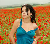Cara Q - Cara - Field of Red Roses - Stunning 18 6