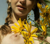 Vega - Field of daisies - Stunning 18 10