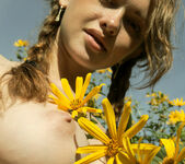 Vega - Field of daisies - Stunning 18 11