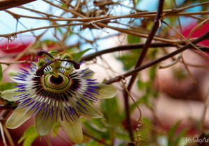 Clarice - Passionflower - Rylsky Art - Solo Image Gallery